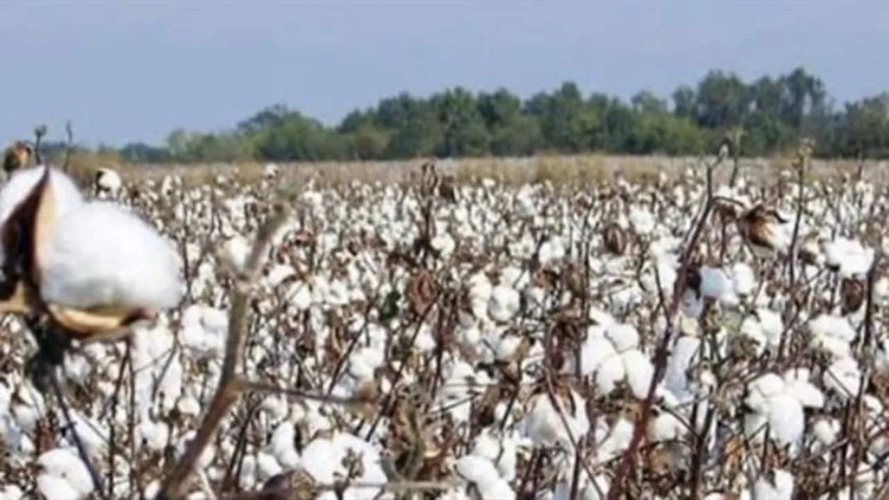 سعر قنطار القطن اليوم يشهد ارتفاعًا في المزادات الرسمية مع انطلاق موسم التداول الجديد